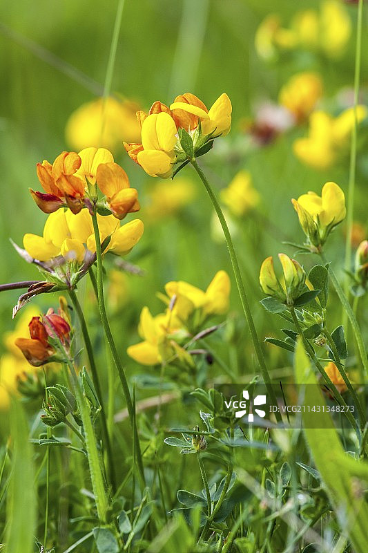 百脉根图片素材