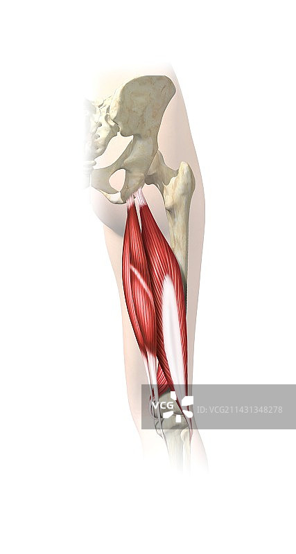 腿筋，艺术作品图片素材