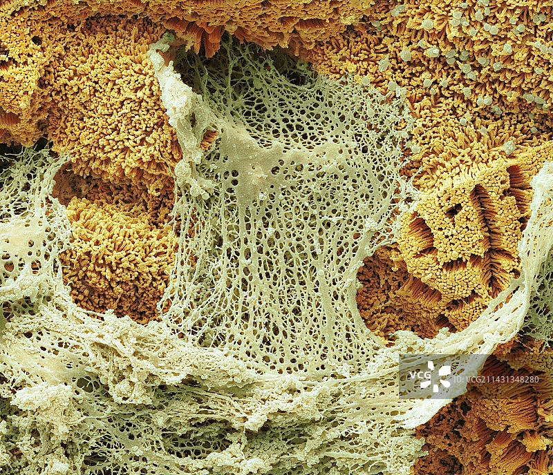 小肠中的黏液分泌，扫描电镜图片素材