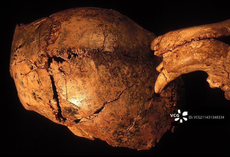 史前头骨和豹牙图片素材