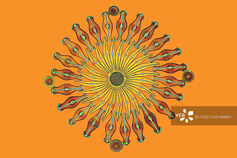 硅藻什锦，光学显微照片图片素材