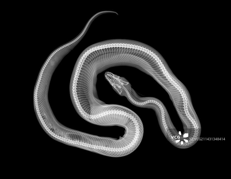 蟒蛇X光片图片素材