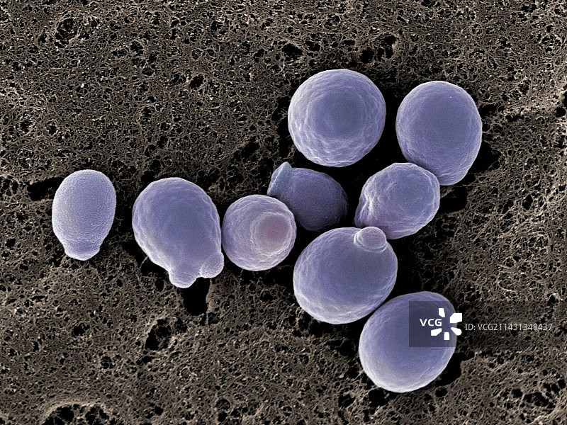 白色念珠菌酵母细胞，扫描电镜图片素材