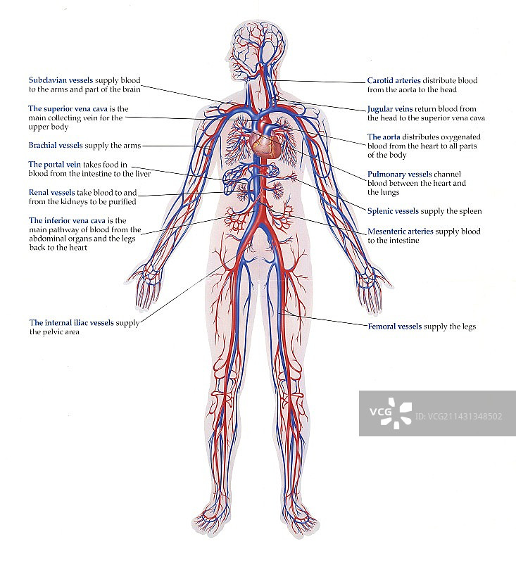 人类循环系统，图示图片素材