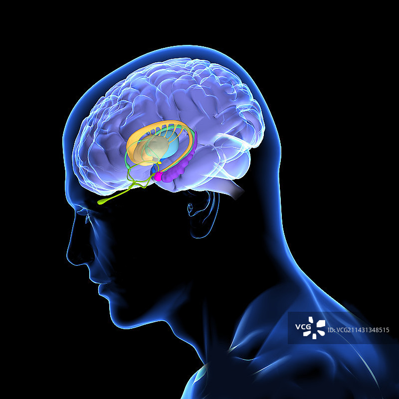 大脑解剖结构插图图片素材