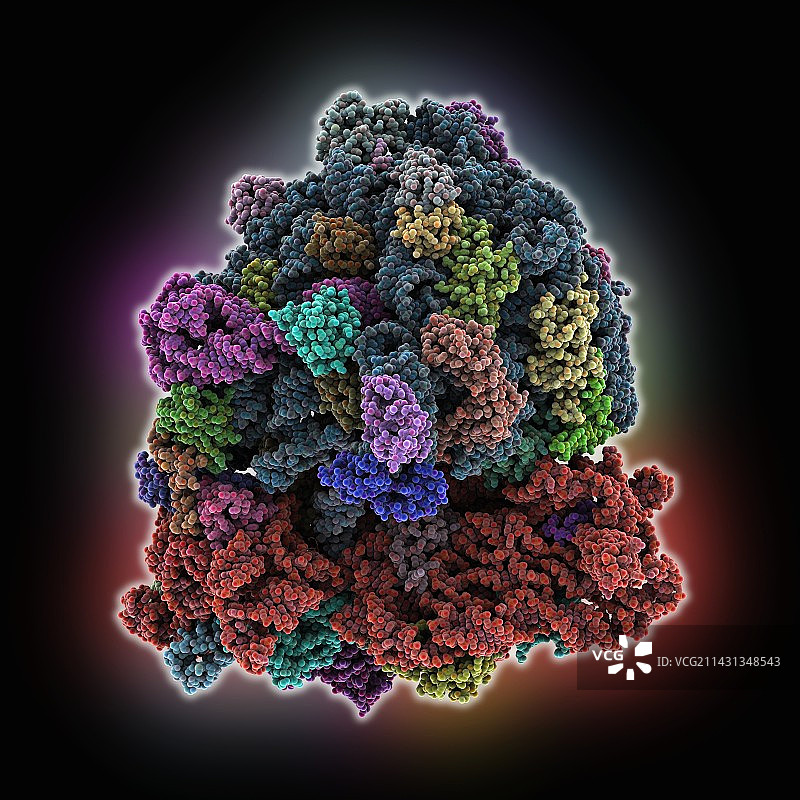 具有混合状态tRNA的70S核糖体分子模型图片素材