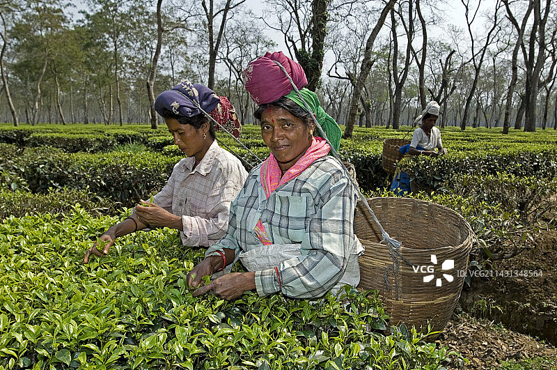 采茶女图片素材