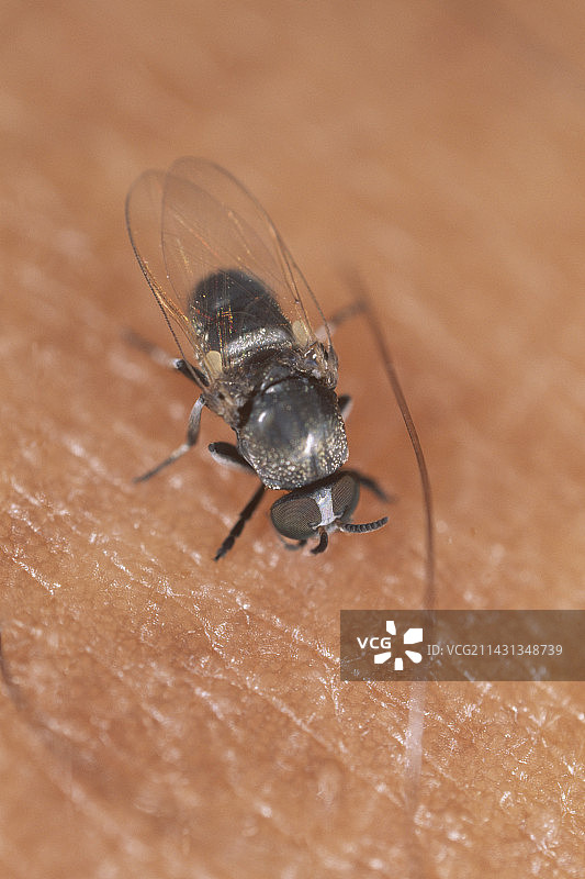 喂食黑色苍蝇图片素材