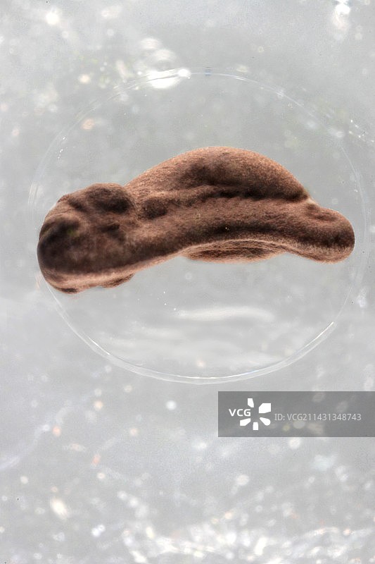 青蛙卵发育过程图片素材