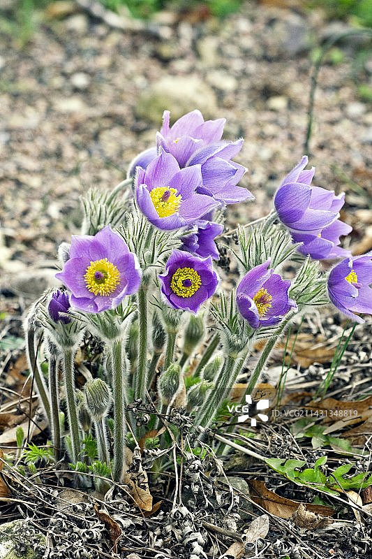 白头翁花图片素材