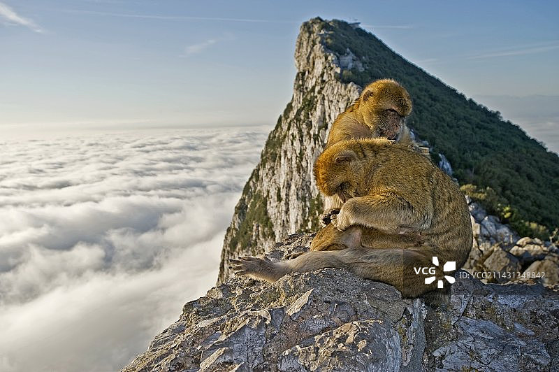 北非猕猴图片素材