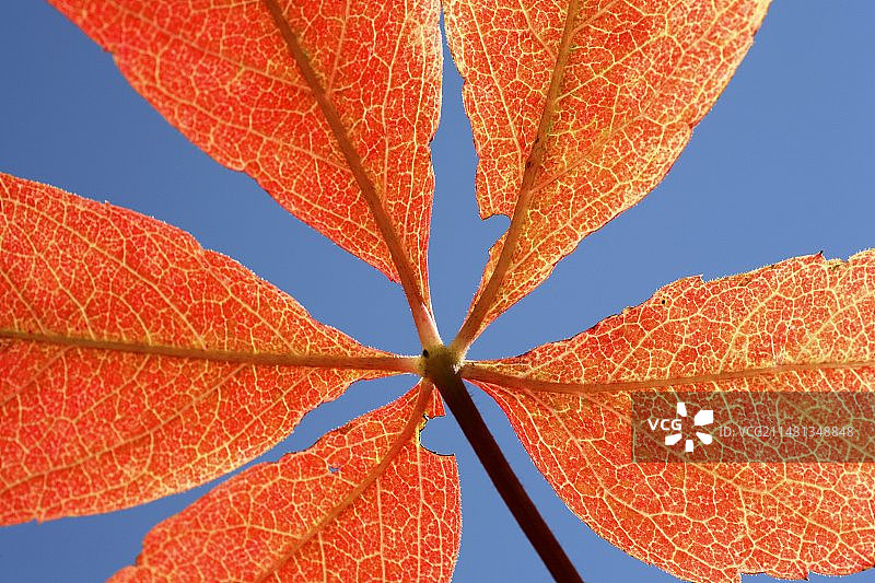 七叶树图片素材