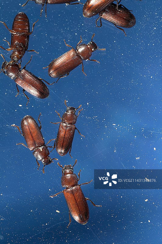 赤拟谷盗图片素材