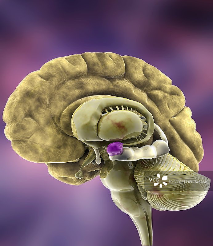 大脑解剖3D艺术作品图片素材