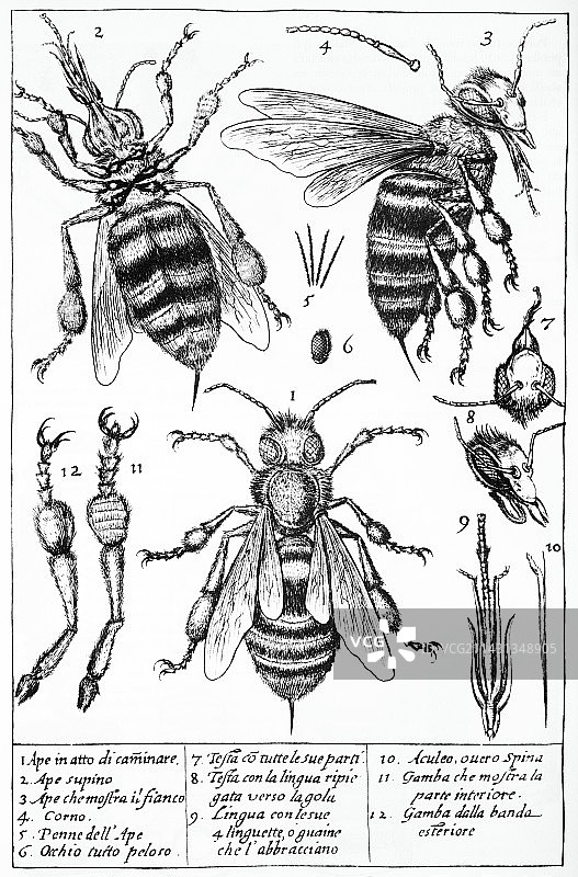 蜜蜂解剖结构历史艺术作品图片素材