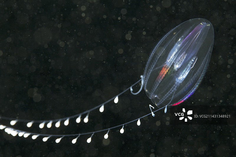 栉水母图片素材