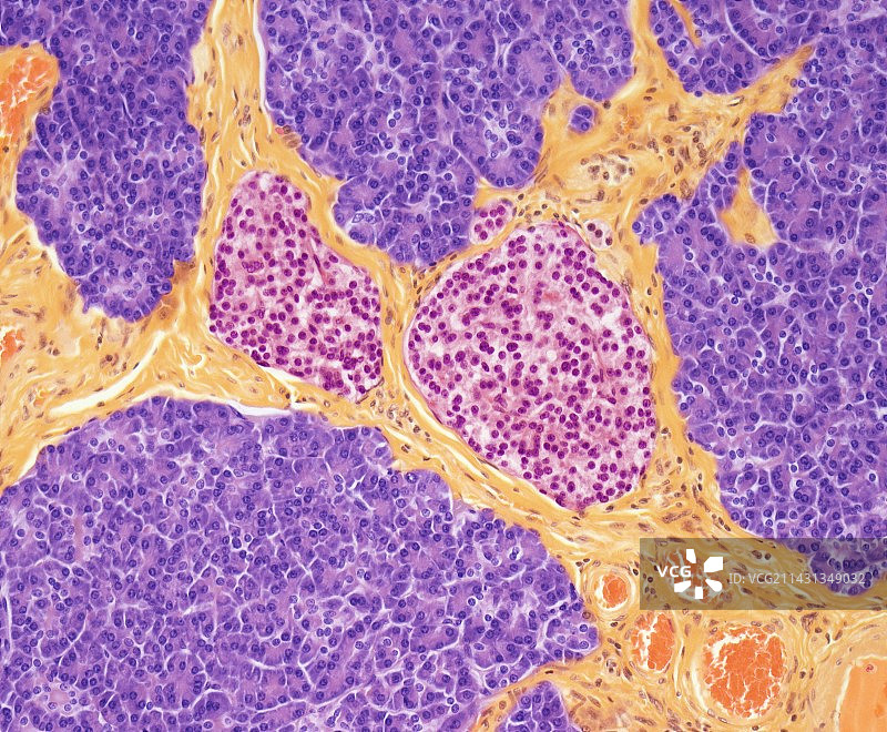 胰腺光学显微照片图片素材