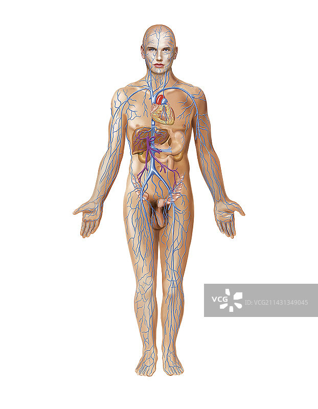 静脉系统艺术图图片素材