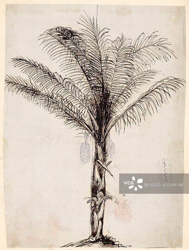 19世纪的糖棕榈树插图图片素材