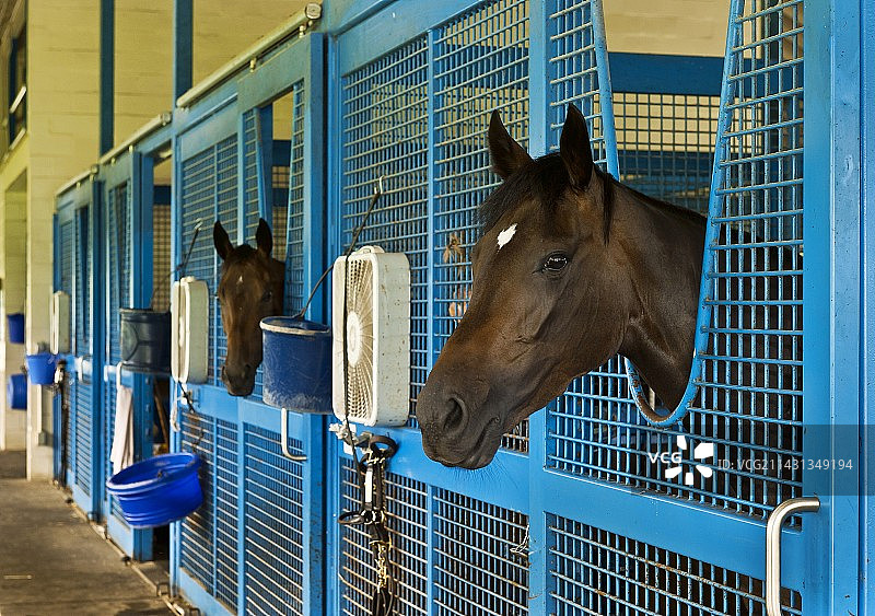 马厩里的赛马图片素材