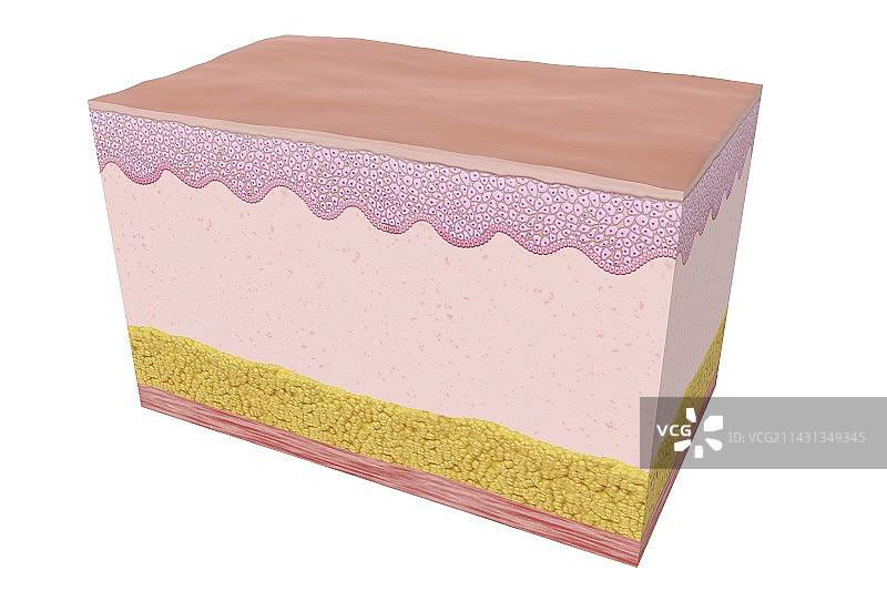 正常的人体皮肤示意图图片素材