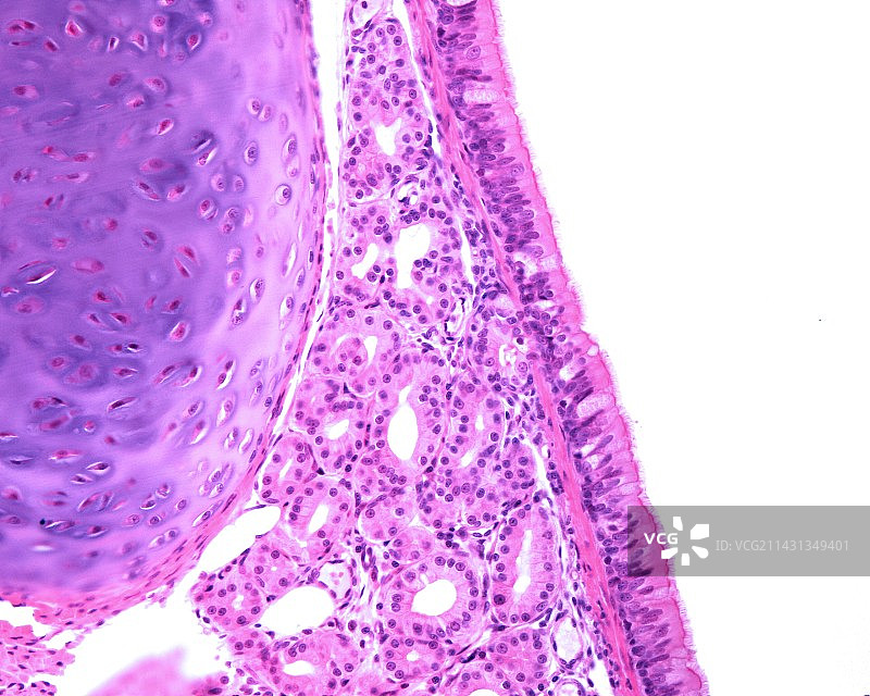 气管显微照片图片素材