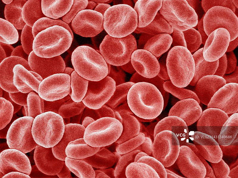 红细胞扫描电子显微镜图像图片素材