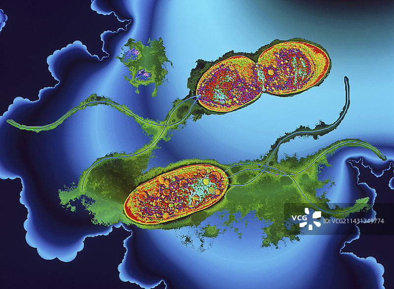 嗜麦芽窄食单胞菌细菌，TEM图片素材