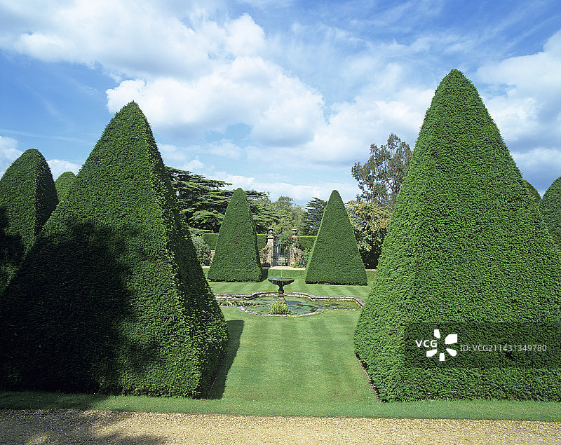 观赏花园里的红豆杉图片素材