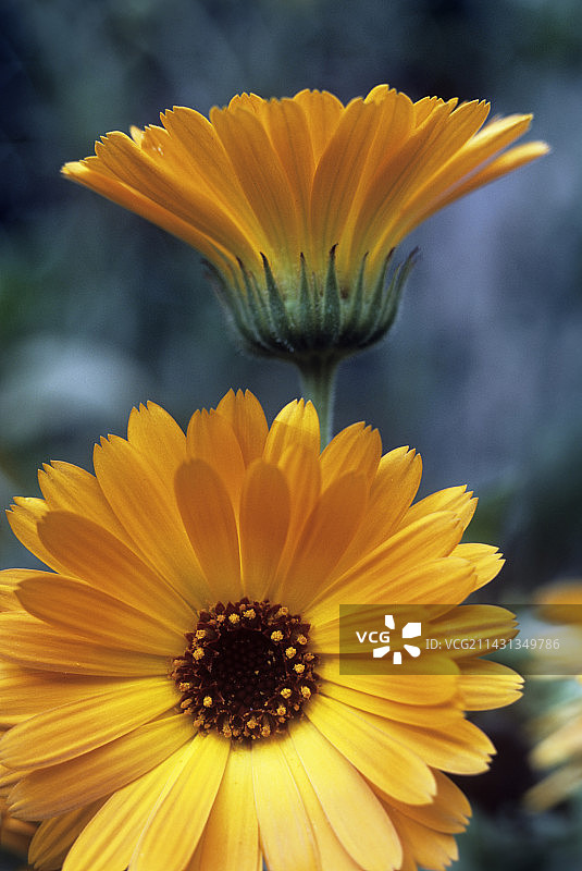 金盏花图片素材