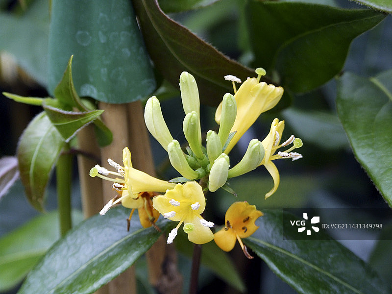 金银花图片素材