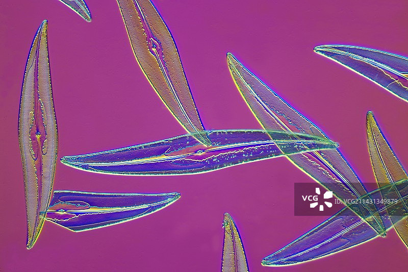 舟形藻，光学显微照片图片素材