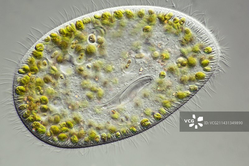 草履虫，光学显微照片图片素材
