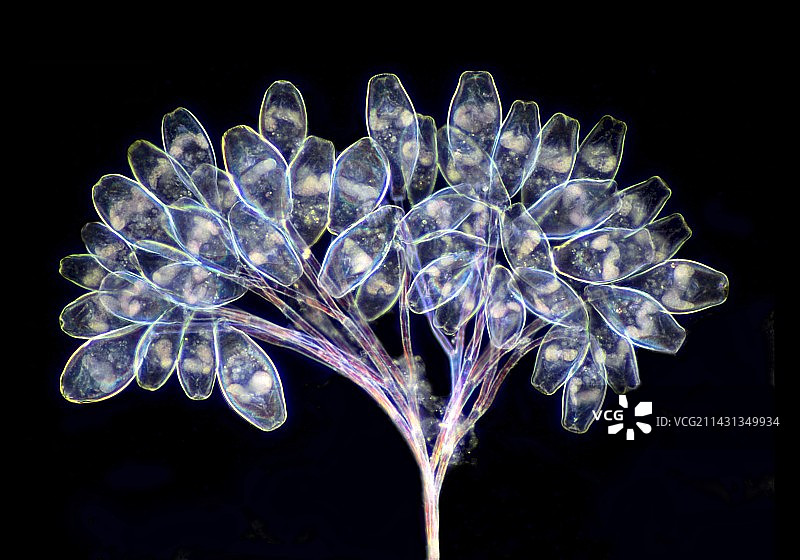 钟虫原生动物显微照片图片素材