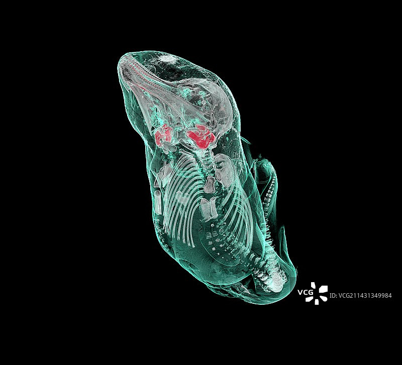 鼠海豚胎儿显微CT扫描图片素材