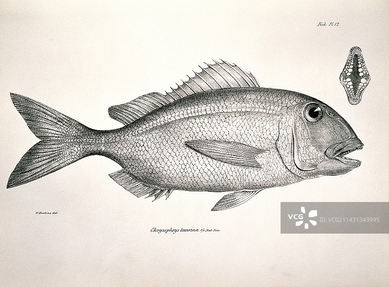 加拉帕戈斯鲷鱼图片素材