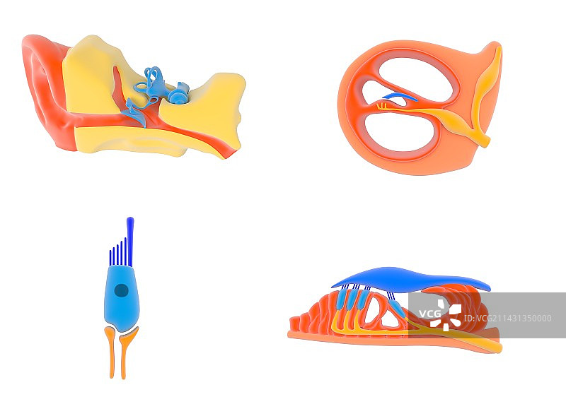 耳和耳蜗解剖插画图片素材