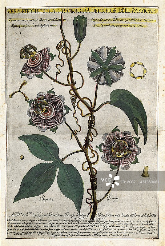 17世纪的巨型西番莲花图片素材