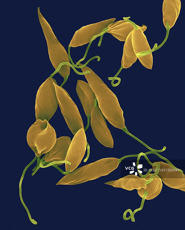 寄生性原生动物前鞭毛体（扫描电子显微镜）图片素材