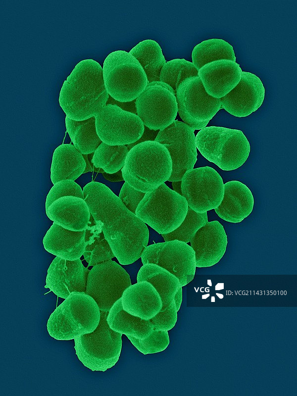 空气传播细菌四球菌SEM图片素材