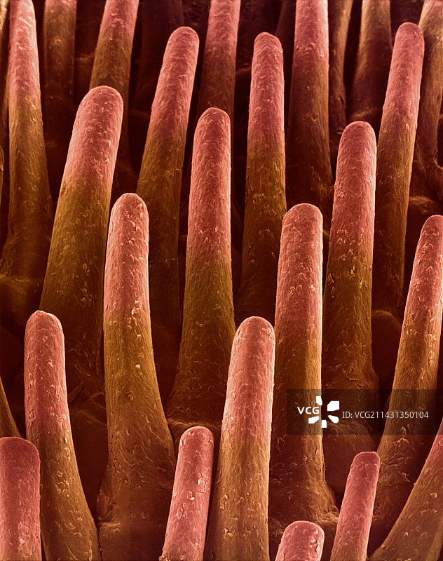 猫舌头上的乳突，扫描电镜图片素材