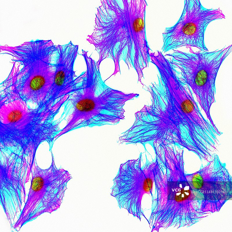 蛋白质染色细胞荧光显微照片图片素材