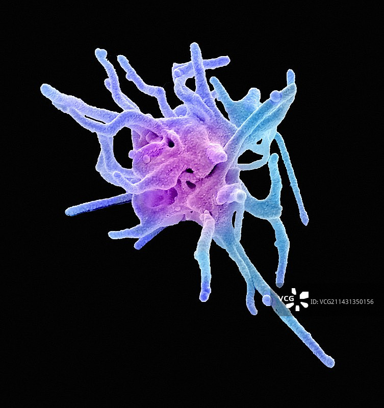 激活的血小板，扫描电镜照片图片素材