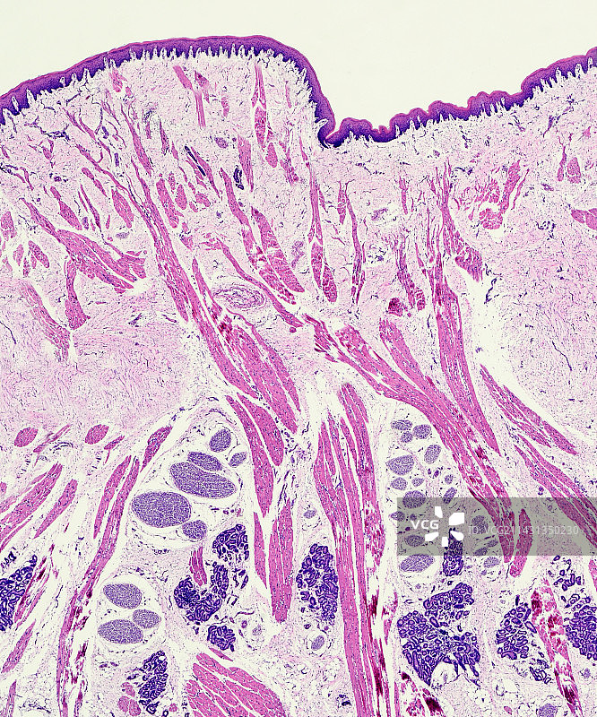 嗅觉上皮切片显微照片图片素材