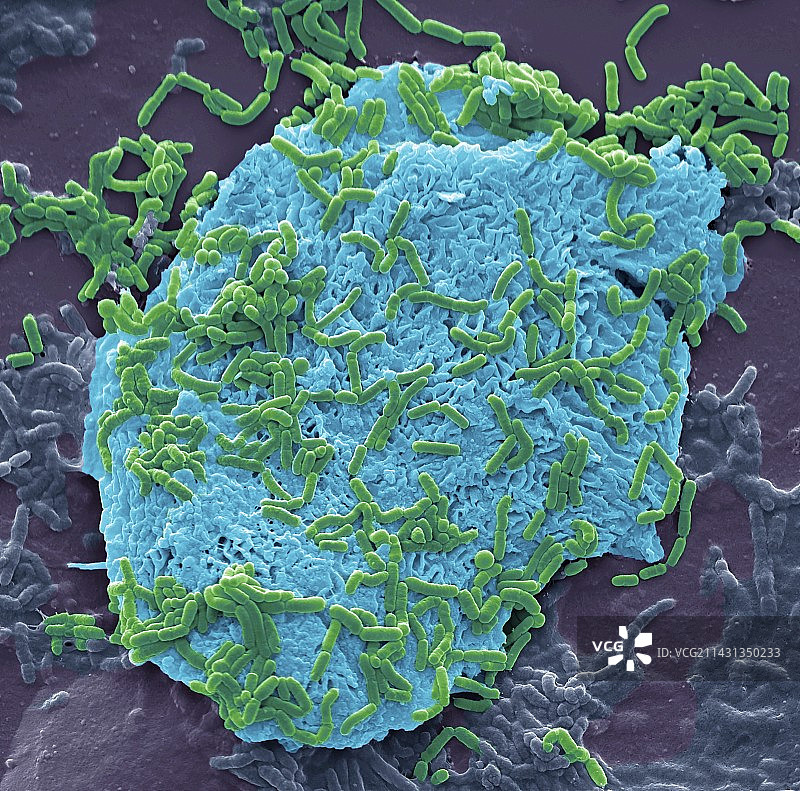 皮肤细菌扫描电镜图图片素材