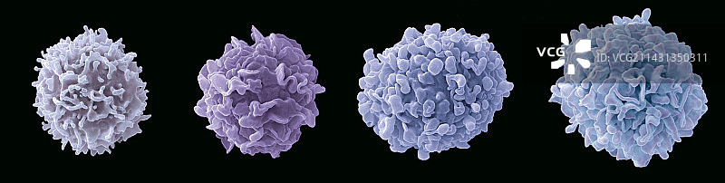 淋巴细胞白细胞扫描电镜图图片素材