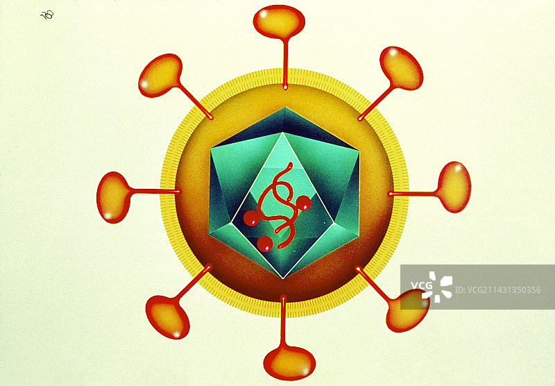 白色背景上的HIV逆转录病毒插画图片素材