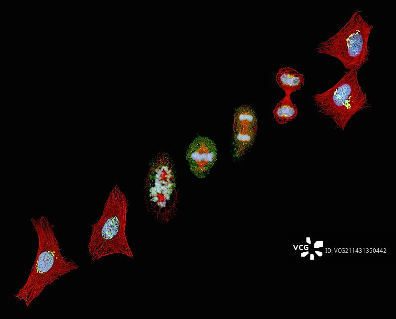 有丝分裂，光学显微照片。图片素材