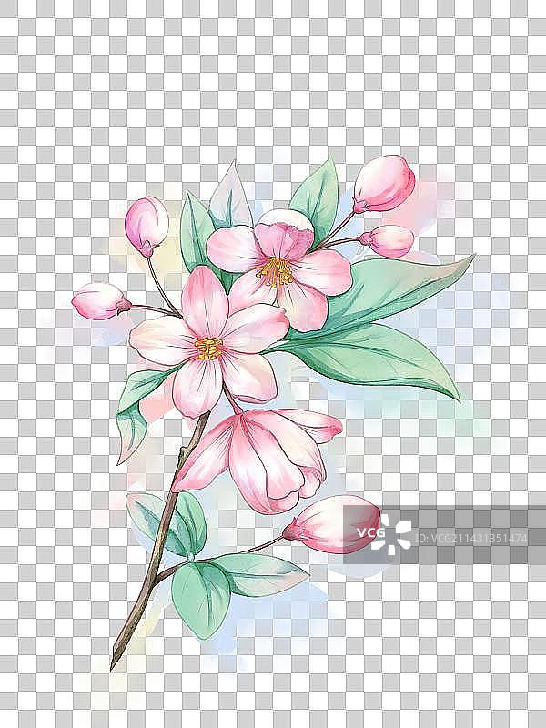 水彩植物春天花卉海棠花粉色免抠图元素手绘图片素材