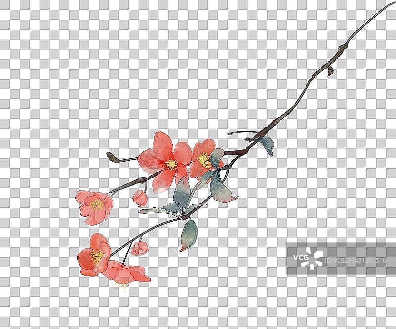 海棠花图片素材